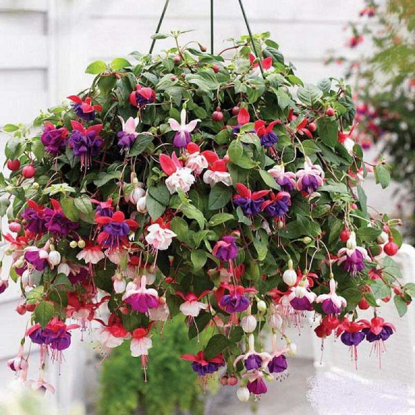 Традесканция ампельная мелколистная