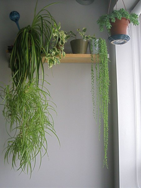 Эсхинантус Яфролепис