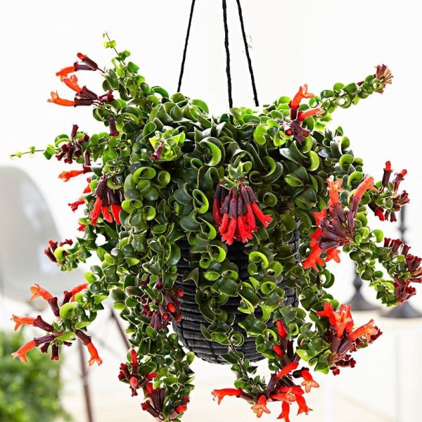 Хлорофитум хохлатый обыкновенный