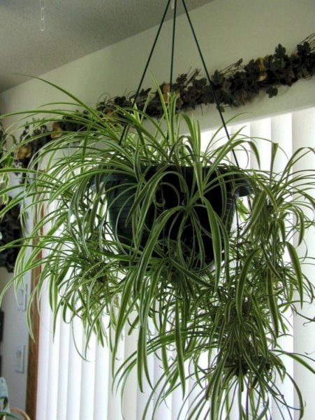 Пеперомия Хоуп