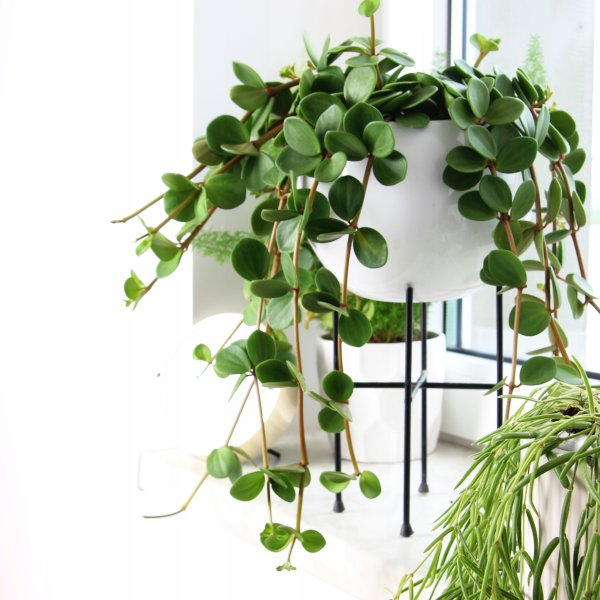 Бегония illumination Salmon Pink