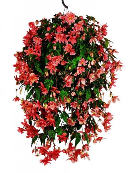 Вьюнок Лиана