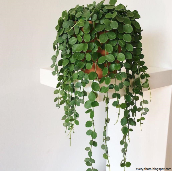 Традесканция свисающая