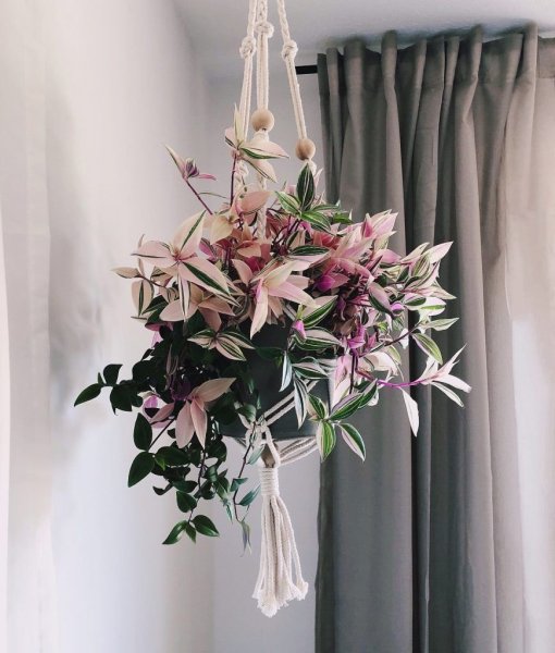 Колумнея микс цветок