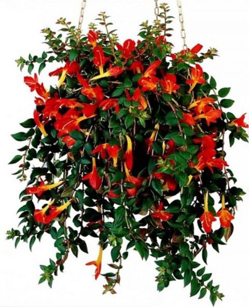 Сциндапсус Вьюн Лиана