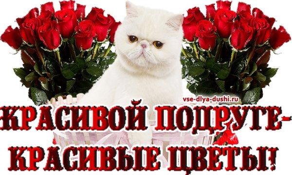 Самые красивые цветы для подруги