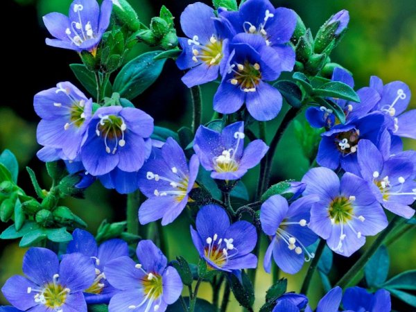 Колокольчики и незабудки