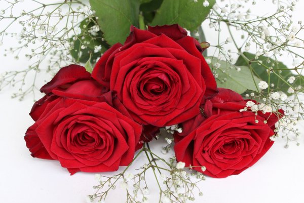 Цветы розы красные