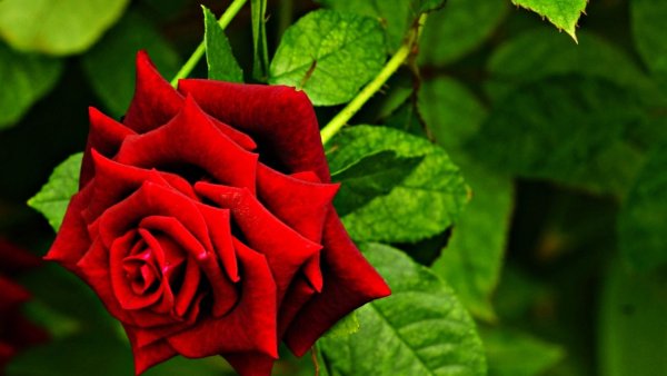 Ярко красные розы