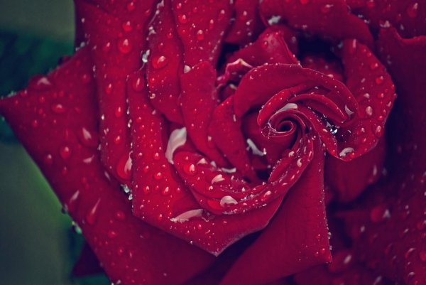 Красная роза с росой