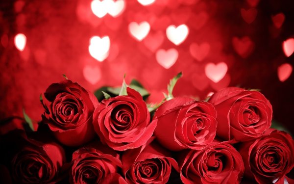 Розы раскрываются