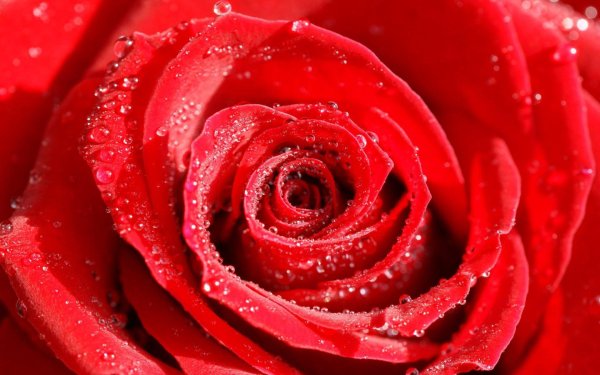 Красная роза на Красном фоне