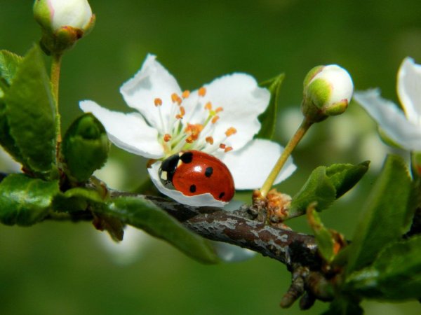 Божьи коровки на цветах