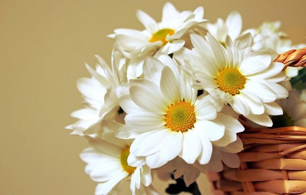 Цветок ромашки на столе