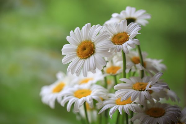 Красивые ромашки на рабочий стол