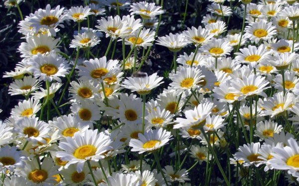 Полевые ромашки