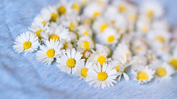 Красивые обои с ромашками