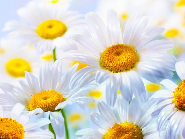 Фон ромашки