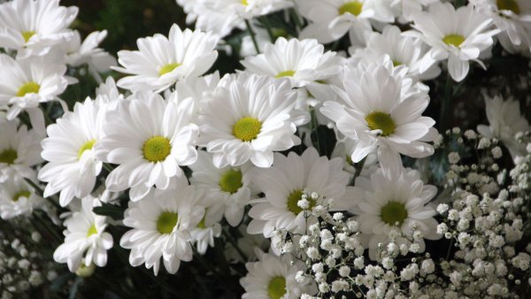 Астра Ромашковая белая