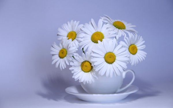 Красивые открытки с ромашками