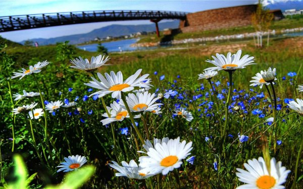 Поле ромашек