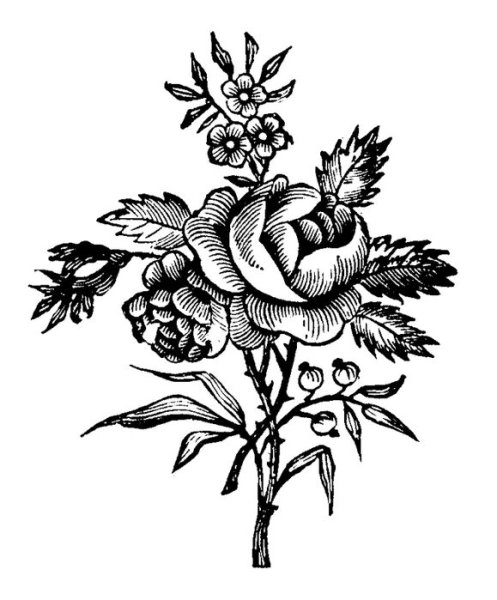 Цветы для выжигания