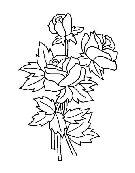 Роза рисунок