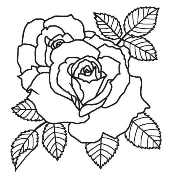 Шаблон розы