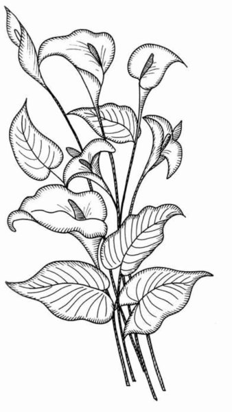 Роза раскраска