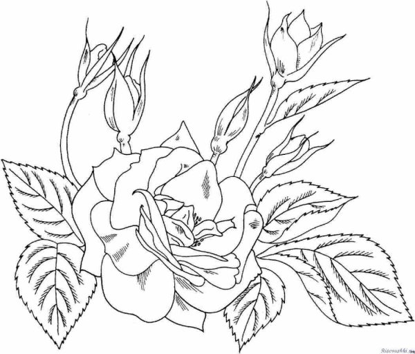 Цветы для выжигания