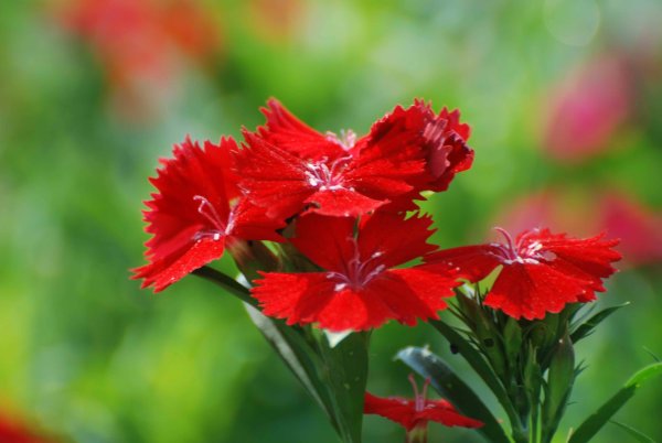 Гвоздика Альпийская красная