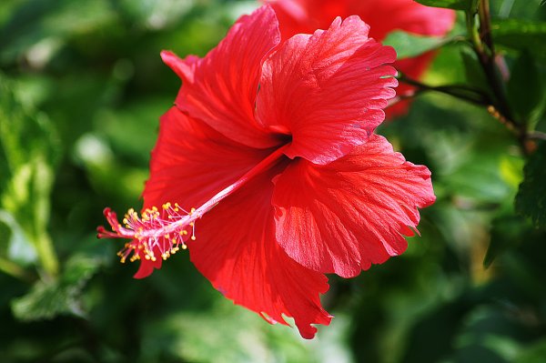 Красный гибискус – Red Hibiscus