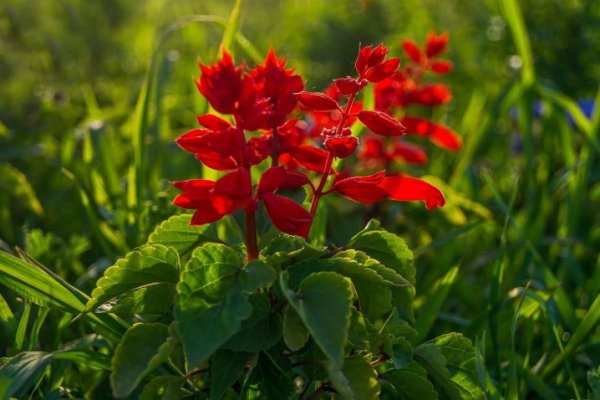 Сальвия шалфей красная