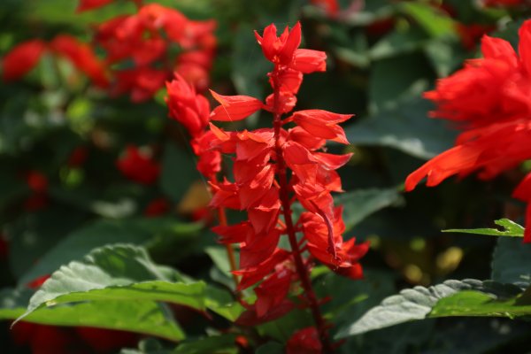 Сальвия Плейона