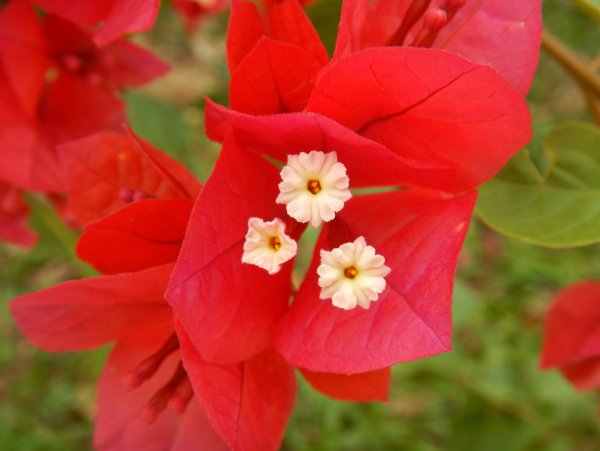 Красные цветы названия