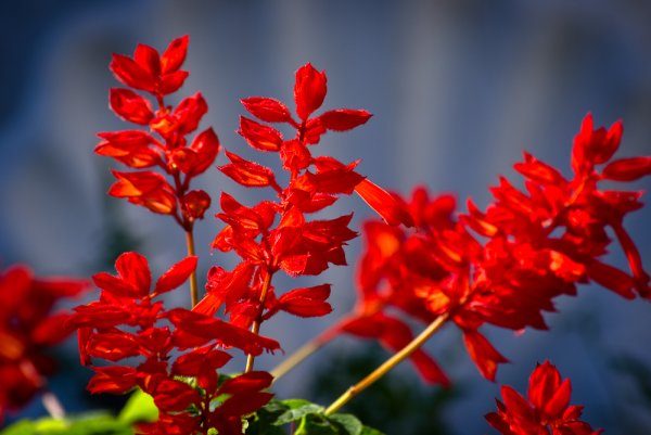 Цветы с красными метелками