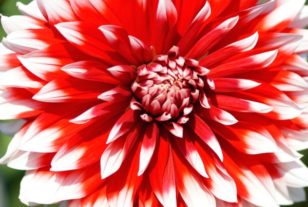 Георгина Скарлет ред