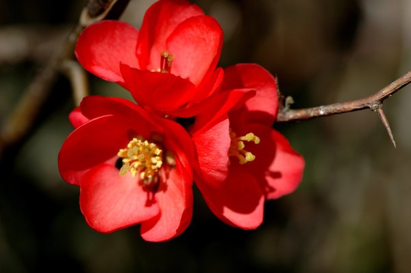 Chaenomeles speciosa simonii