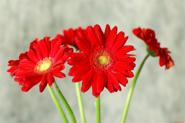 Гербера зеленолистная