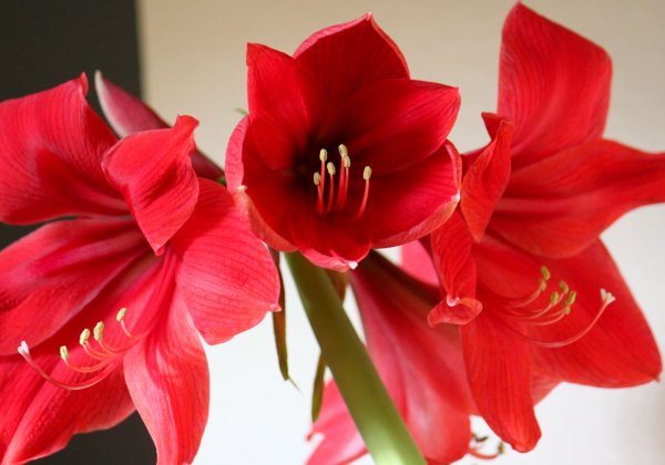 Амариллис ред Лион