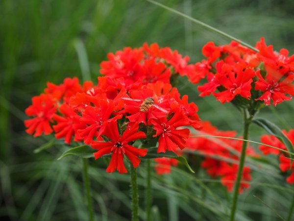 Лихнис Зорька