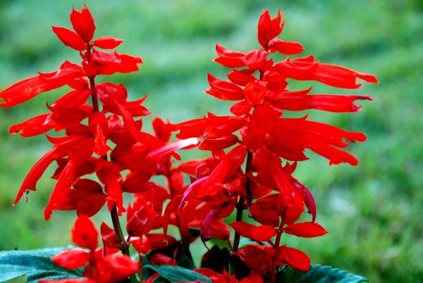 Сальвия красная