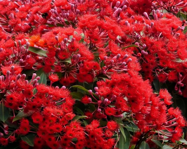 Красный цветок однолетник