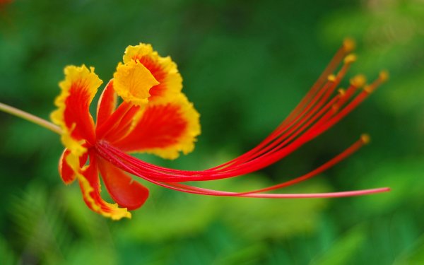 Павлиний хвост цветок