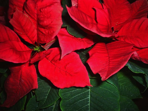 Растение с красно-зелеными листьями