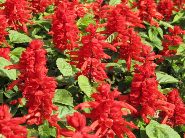 Сальвия ред