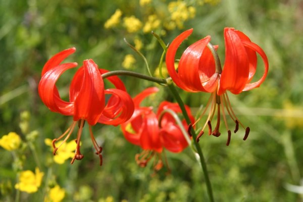 Лилия карликовая саранка