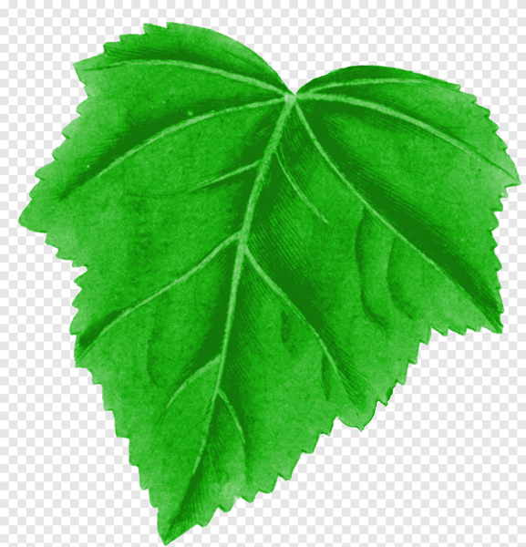 Красивые зеленые листочки