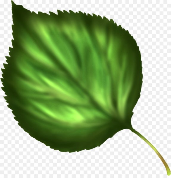 Листик зеленого цвета