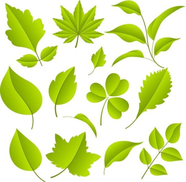 Векторный лист дерева